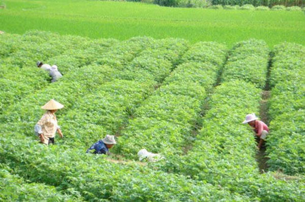 發展綠色飼料種植業 發展綠色飼料種植業