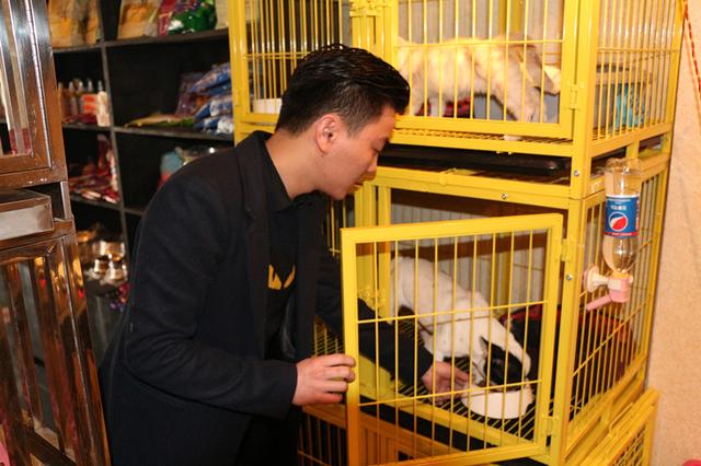 福州80后小伙林錦捷:開寵物店創業從狗保姆到寵物店Boss 福州80后小伙林錦捷:開寵物店創業從狗保姆到寵物店Boss