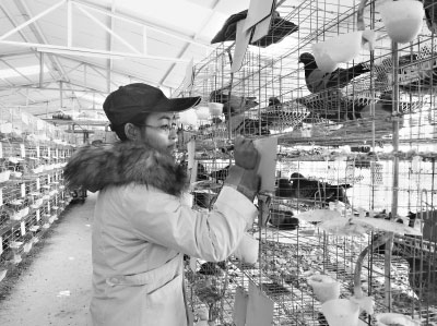 85后失聰大學生嚴漫:找不到工作養鴿子致富年售300萬 85后失聰大學生嚴漫:找不到工作養鴿子致富年售300萬