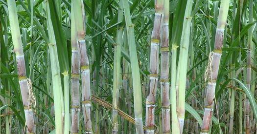 利用甘蔗創業致富的十幾個項目思路 利用甘蔗創業致富的十幾個項目思路