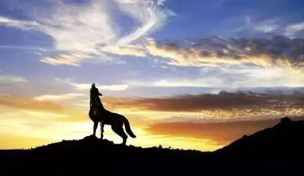 創業，一個從家狗變成狼的過程