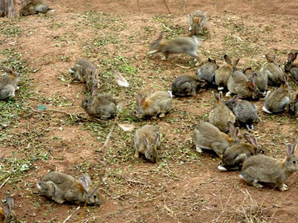 特色養殖業 特色養殖業