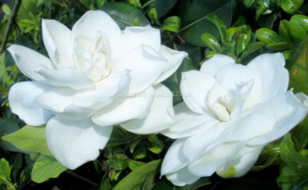 室內(nèi)裝飾植物