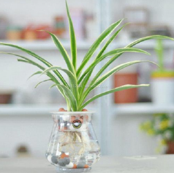 室內(nèi)裝飾植物