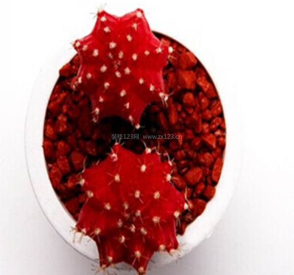 室內(nèi)裝飾植物