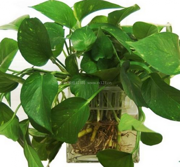 室內(nèi)裝飾植物