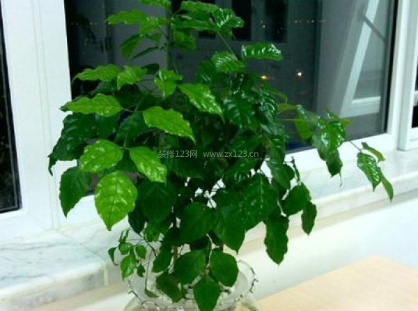 室內(nèi)裝飾植物