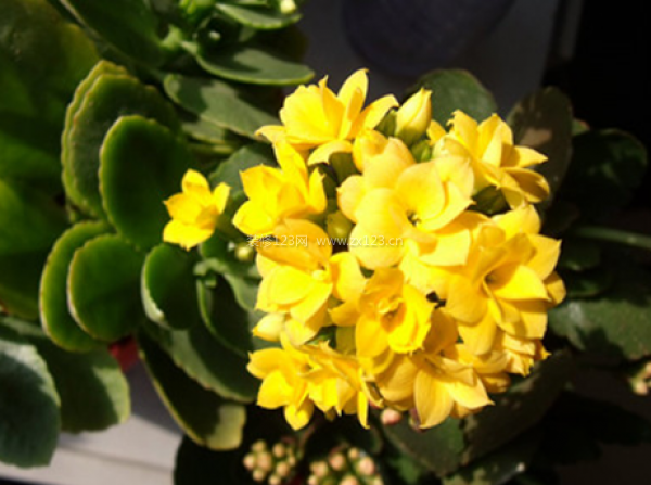 室內(nèi)裝飾植物