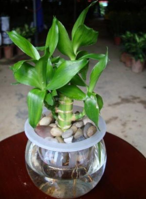 室內裝飾植物 室內裝飾植物