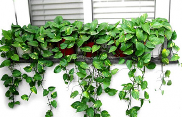 室內(nèi)裝飾植物