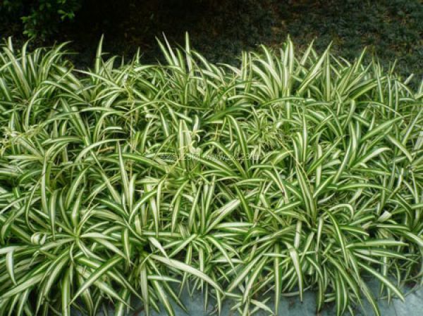 室內(nèi)裝飾植物 室內(nèi)裝飾植物