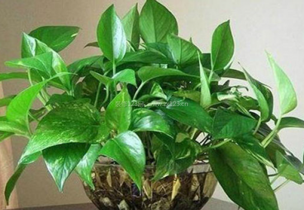 室內裝飾植物 室內裝飾植物