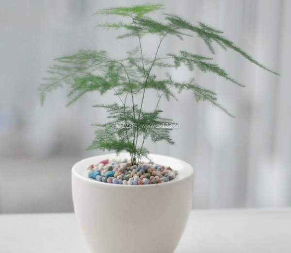 室內裝飾植物 室內裝飾植物