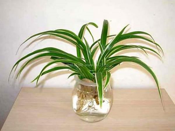 室內(nèi)裝飾植物