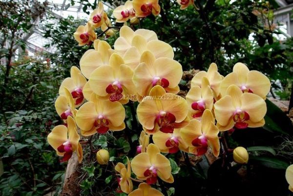 室內裝飾植物 室內裝飾植物