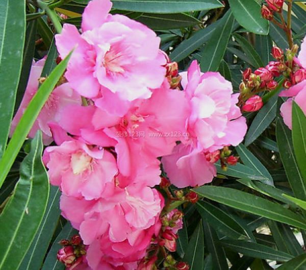 室內裝飾植物 室內裝飾植物