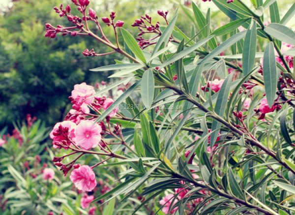 室內裝飾植物 室內裝飾植物