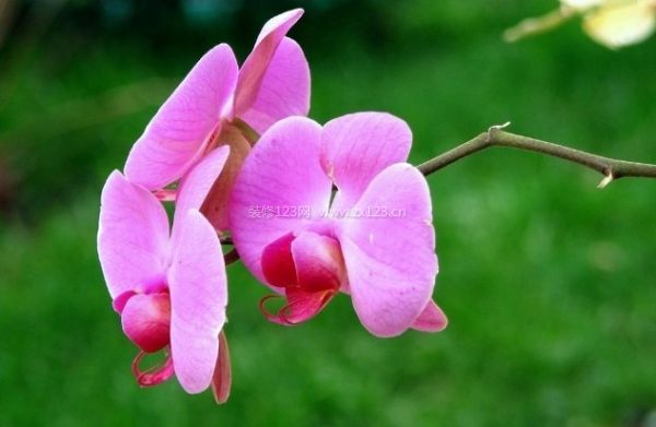 室內裝飾植物 室內裝飾植物