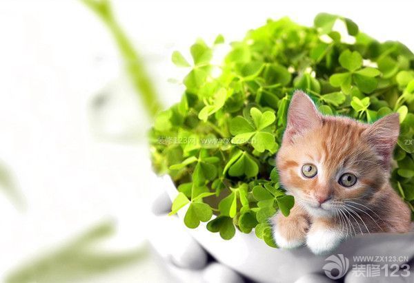 新房裝修后注意事項(xiàng)大全 新房裝修后注意事項(xiàng)大全