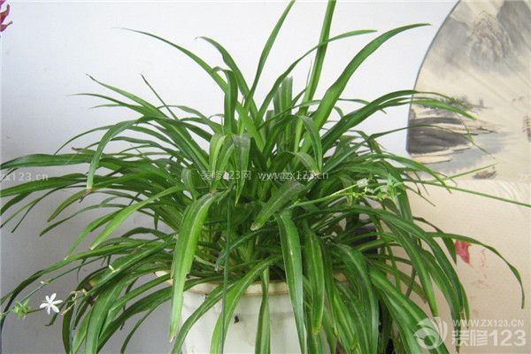 新房裝修后除甲醛偏方之吊蘭