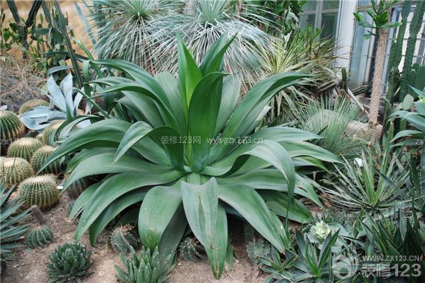 新房裝修后怎樣除異味