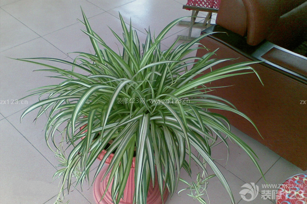 植物除味除甲醛